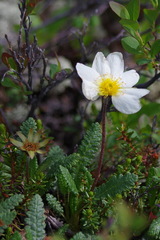 Dryas alaskensis