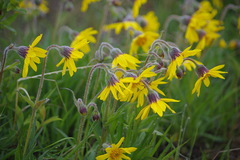 Arnica griscomii