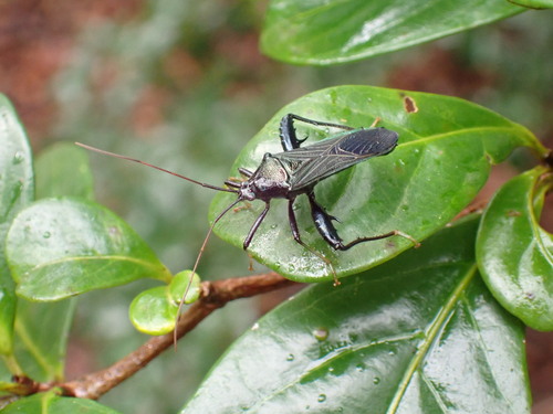 Nematopus nervosus
