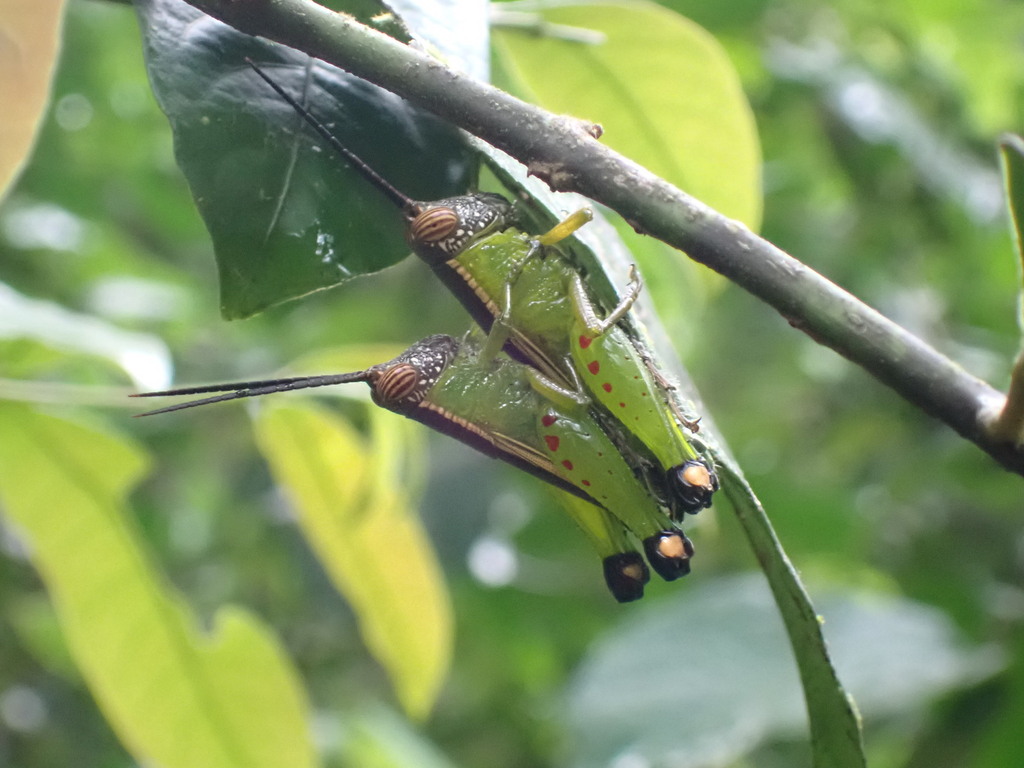 Chromolampis ornatipes