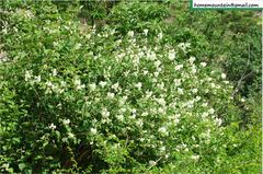 Philadelphus pekinensis