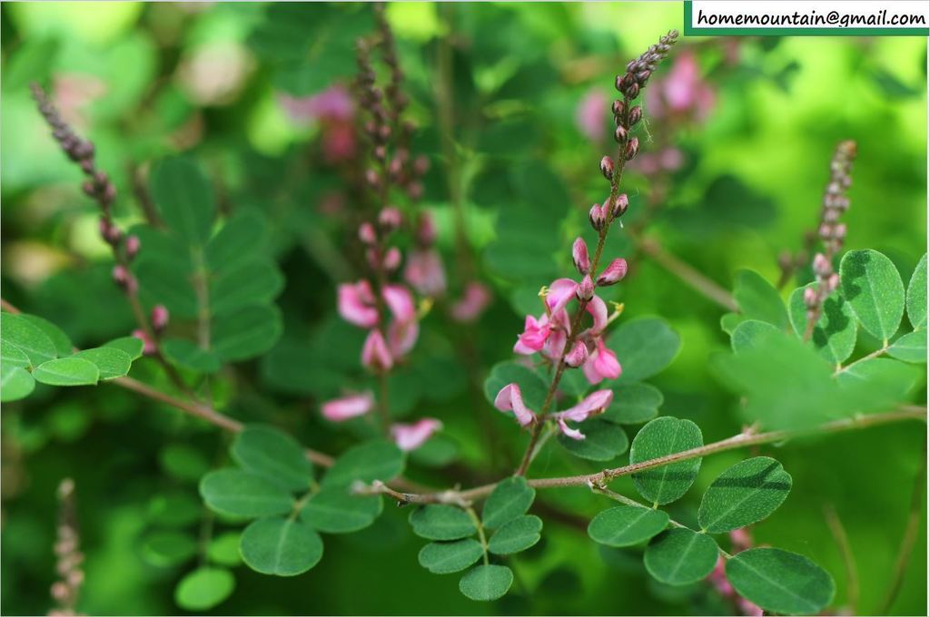 Indigofera bungeana