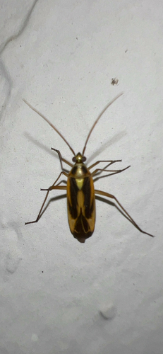 Two-spotted Grass Bug photo 6
