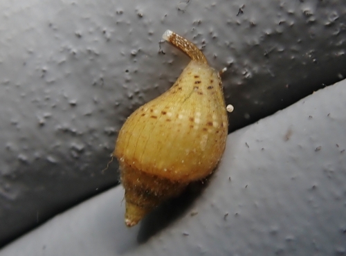 Columbella rusticoides observed 2025-06-06