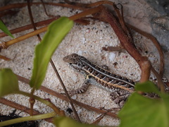 Sceloporus cozumelae
