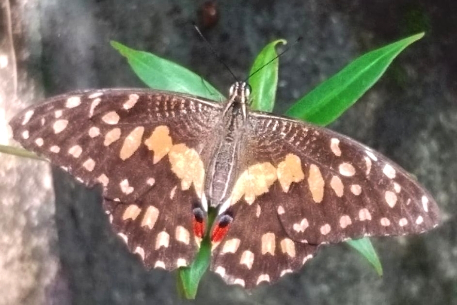 Lime Swallowtail