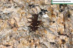 Cicindela gemmata