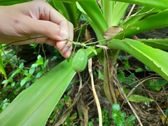 Solena amplexicaulis