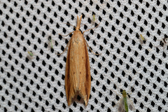 Donacaula forficella