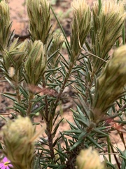 Phylica pubescens