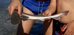 Mustelus mustelus