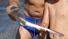 Mustelus mustelus