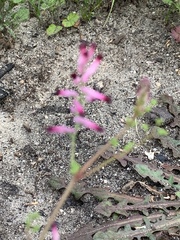 Fumaria muralis muralis