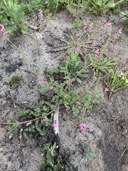 Fumaria muralis muralis