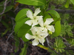 Echites umbellatus