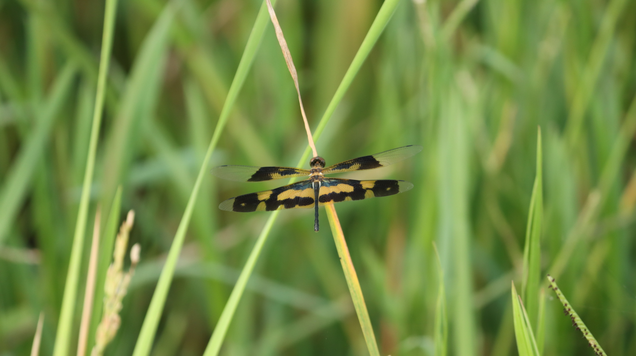 Common Picture Wing