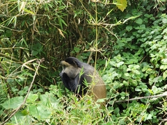 Cercopithecus mitis kandti