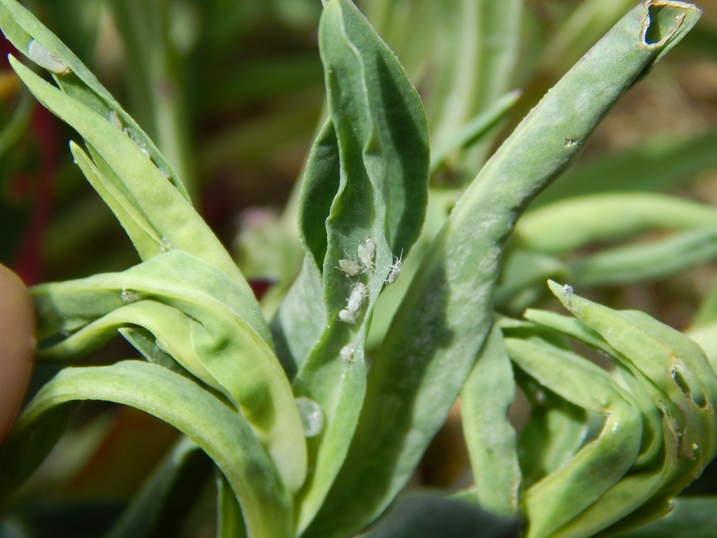 Campion Leafroll Aphid