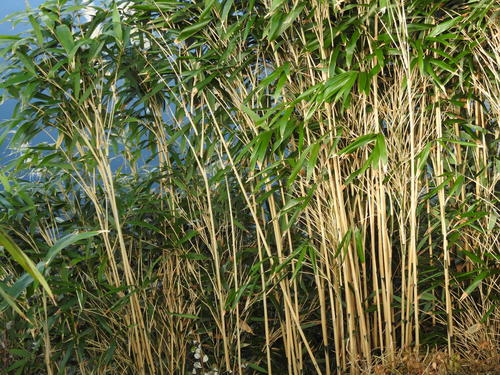 Pseudosasa japonica iNat (1)