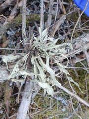 Ramalina fraxinea