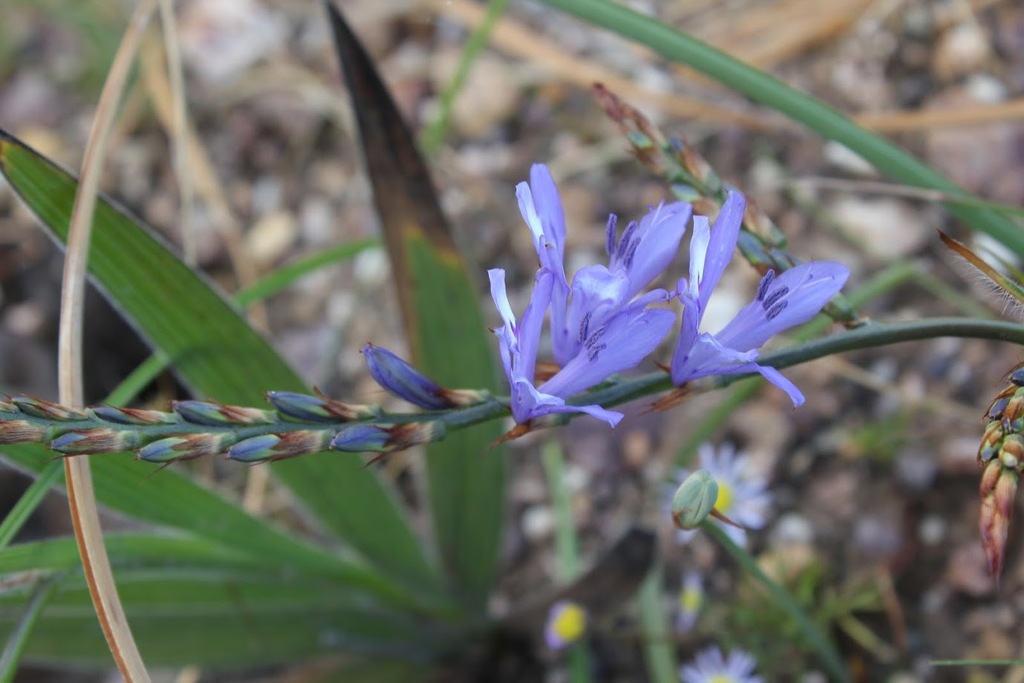 Babiana inclinata, West Coast, ZA-WC, ZA