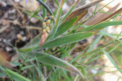 Image of Babiana inclinata by (c) Janine Steytler, some rights reserved (CC BY-SA)
