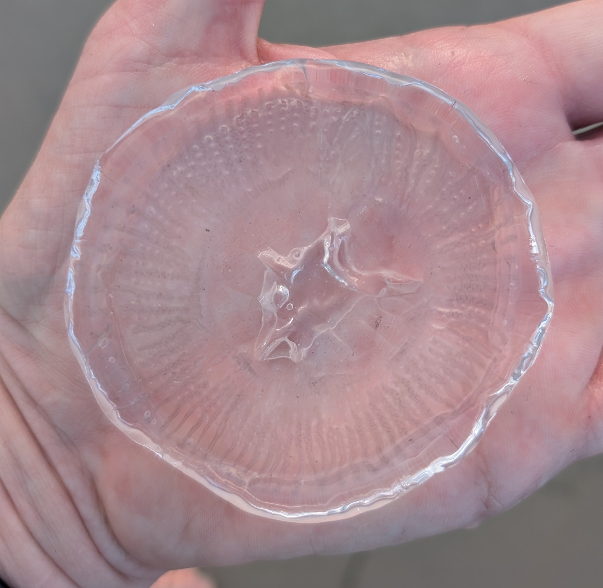 Rhacostoma atlanticum L.Agassiz, 1851