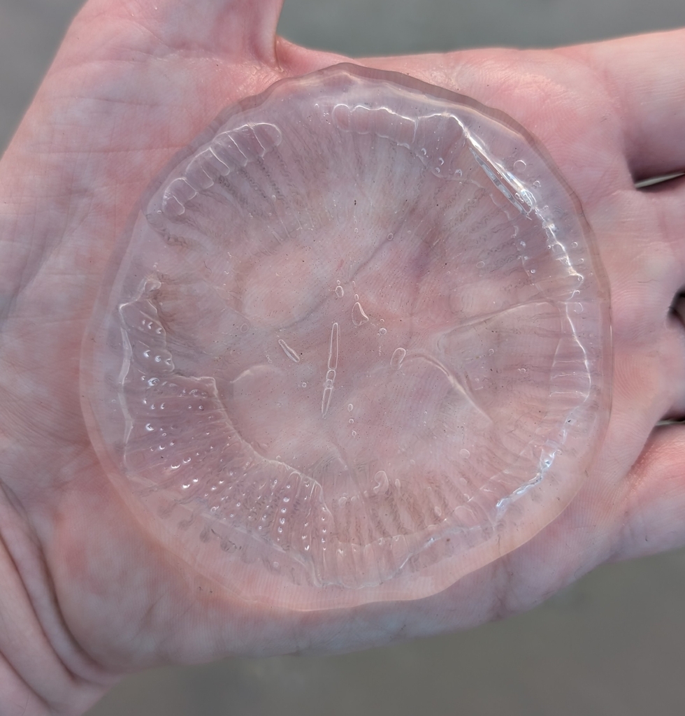 Lined Water Jelly
