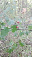 Crataegus monogyna