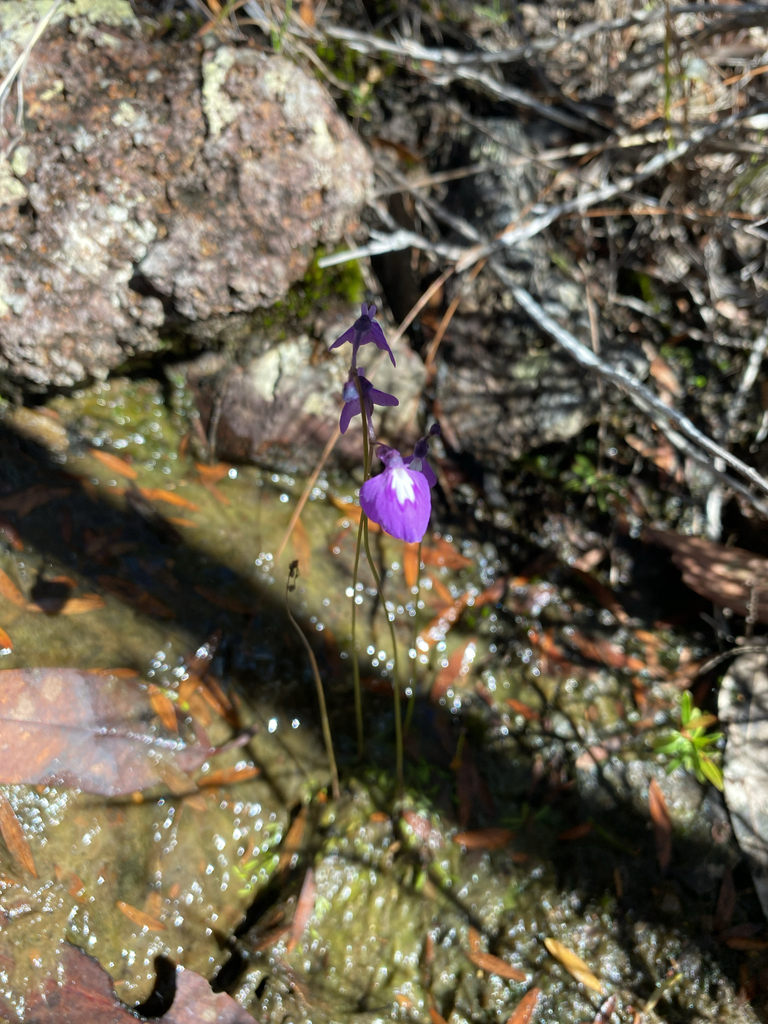 Utricularia blackmanii R.W.Jobson