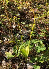 Ophioglossum pusillum