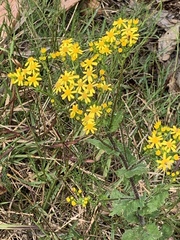 Senecio subcanescens