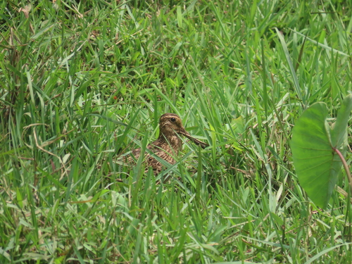 Pin-tailed Snipe (Gallinago stenura), photo 7
