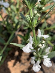 Acrotome thorncroftii