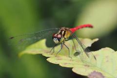 Sympetrum parvulum