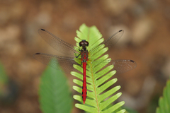 Sympetrum parvulum