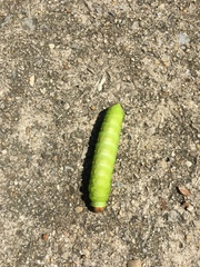 Antheraea polyphemus