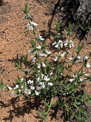 Acrotome thorncroftii