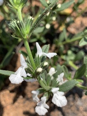 Acrotome thorncroftii