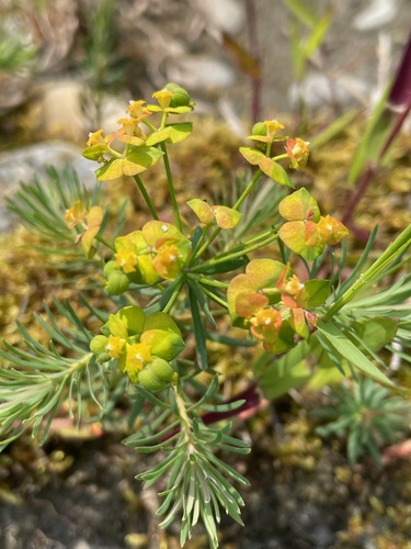 Euphorbia cyparissias