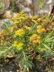Euphorbia cyparissias