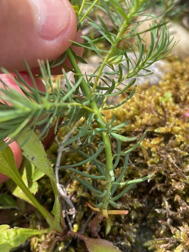 Euphorbia cyparissias
