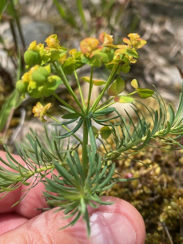 Euphorbia cyparissias