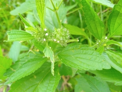 Leucas martinicensis