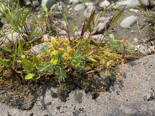 Euphorbia cyparissias