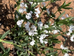 Acrotome thorncroftii