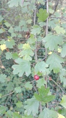 Crataegus monogyna