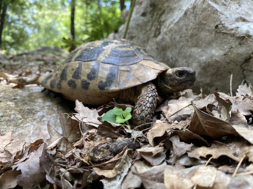 Testudo hermanni boettgeri