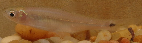 Cyprinella venusta