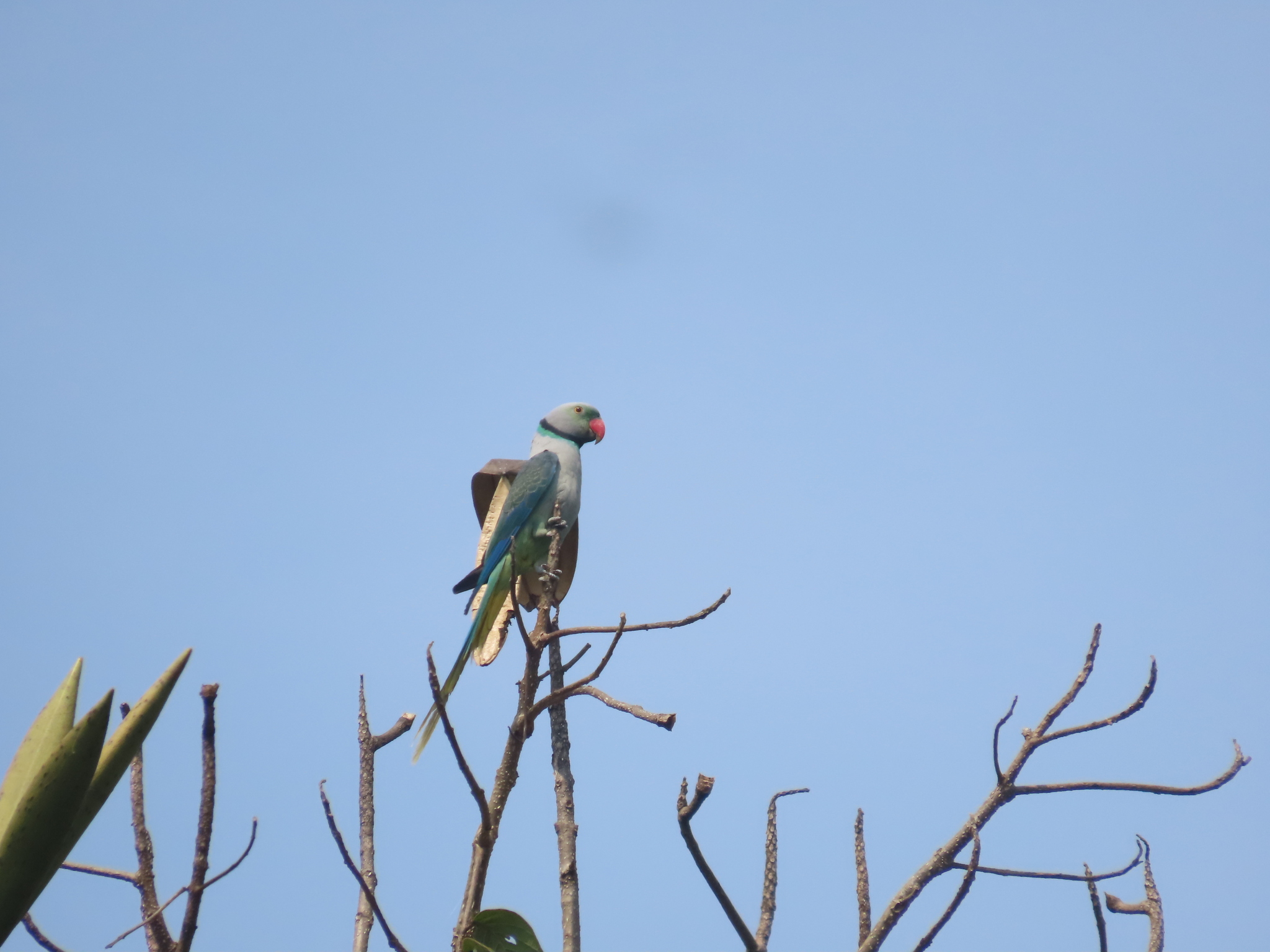 Blue-winged Parakeet (Psittacula columboides), photo 8
